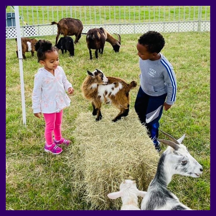 petting zoo petting zoo